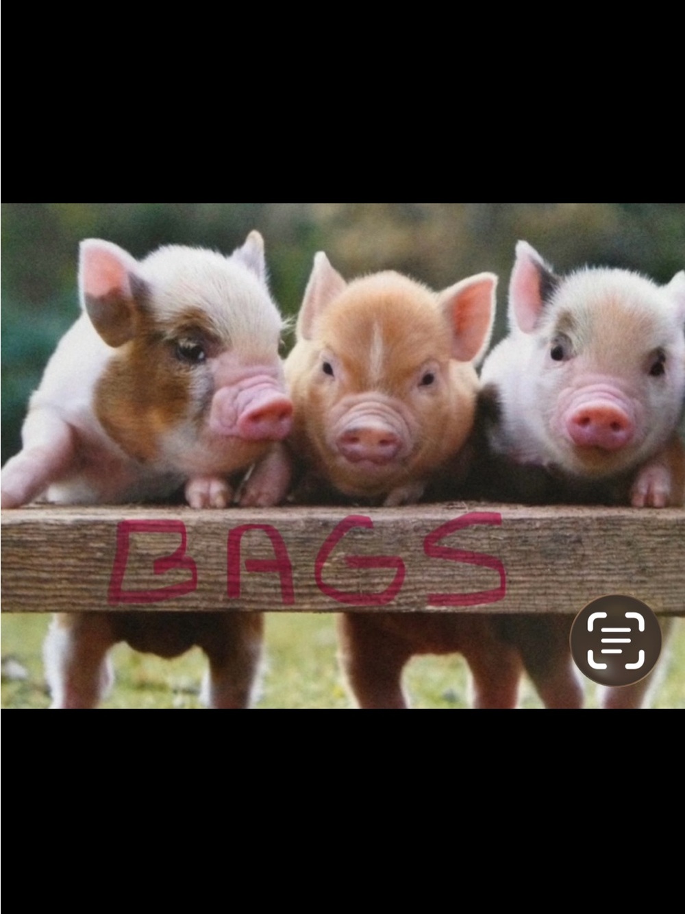 🐷 Ape’s Closet 🐷